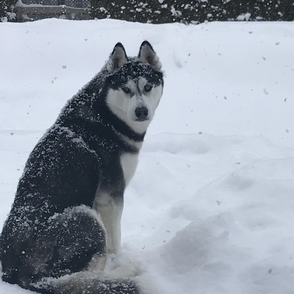 Meet your Posher, Sonia - Picture 1 of 1